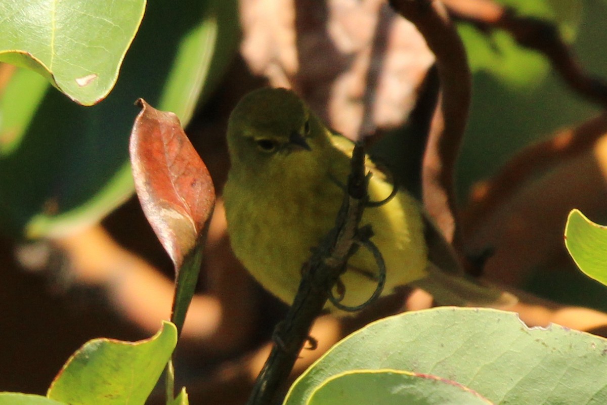 Orange-crowned Warbler - ML618251913