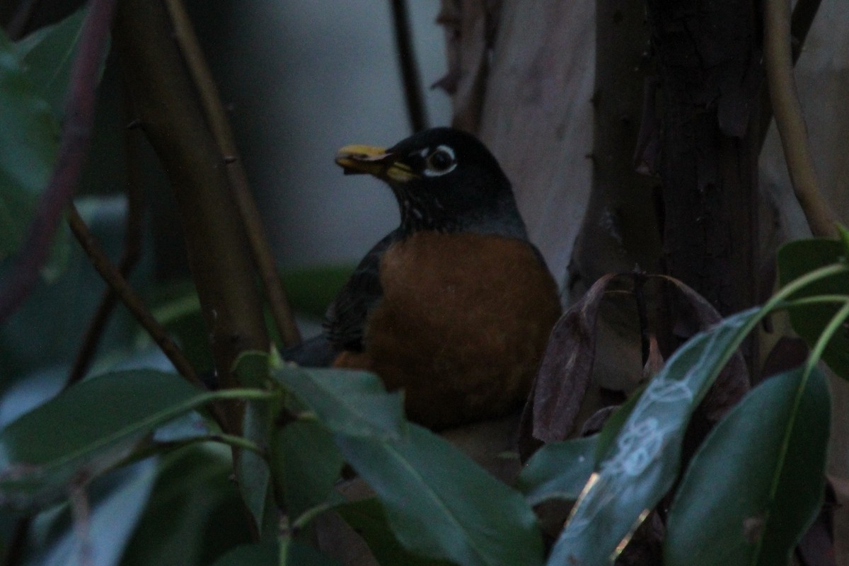 American Robin - ML618251916