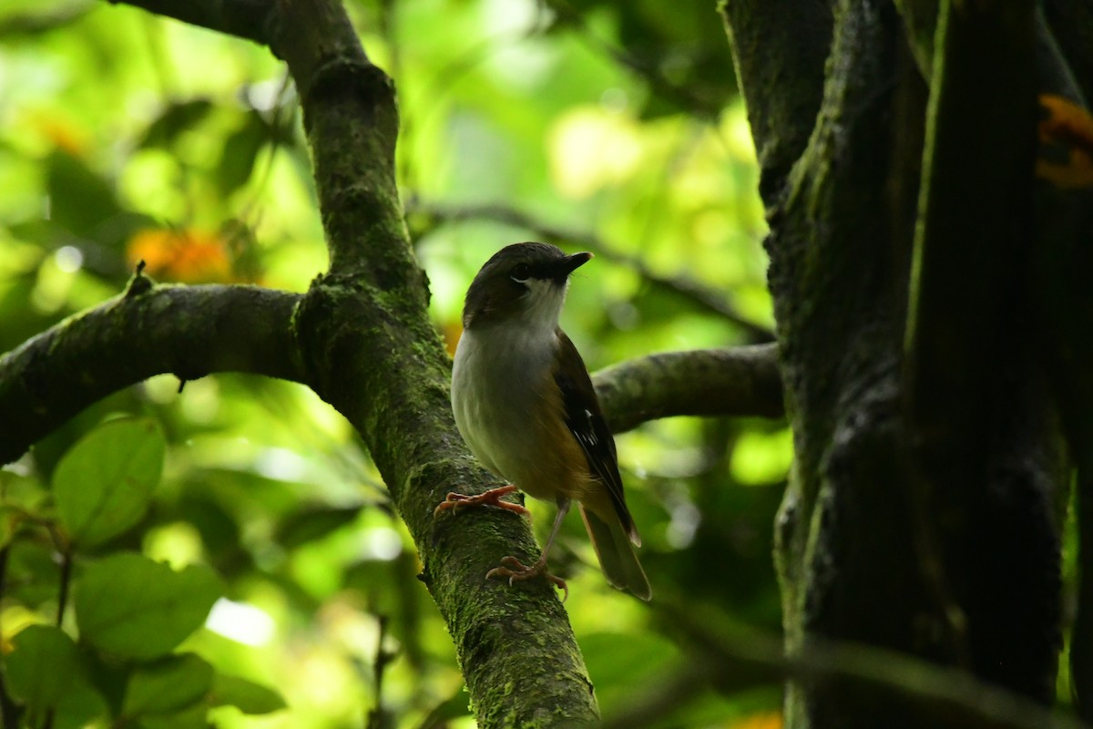 Gray-headed Robin - Sabine Decamp