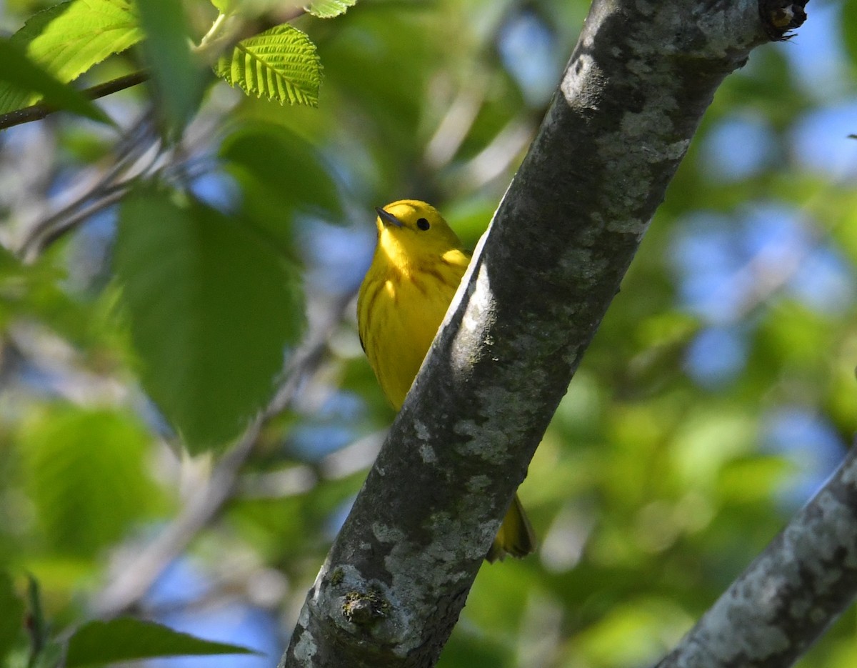 Yellow Warbler - ML618251930