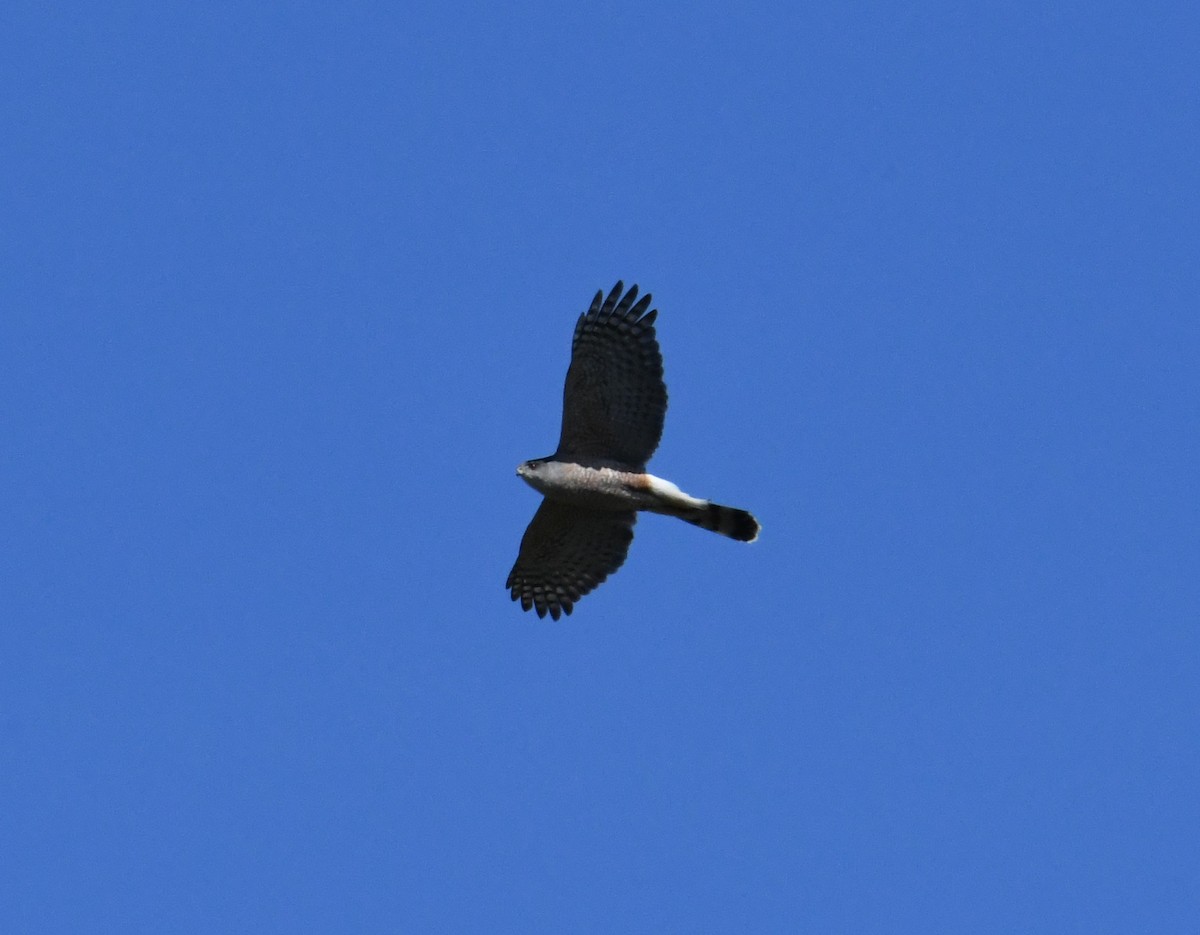 Cooper's Hawk - John Cooper