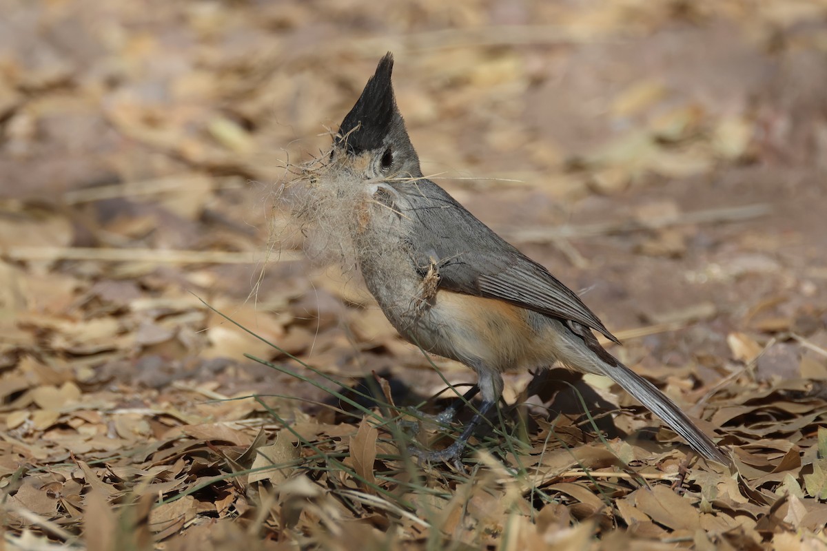 Black-crested Titmouse - Tom Forwood JR