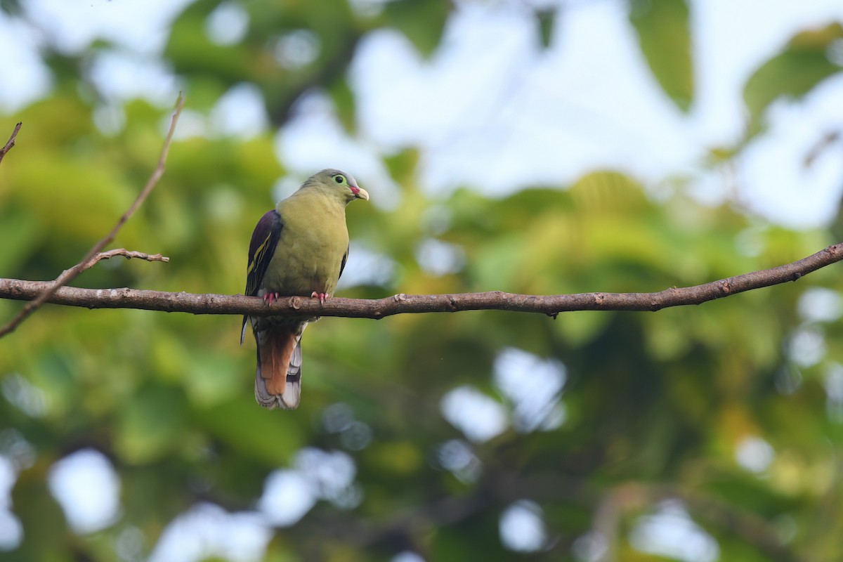 Thick-billed Green-Pigeon - ML618251938