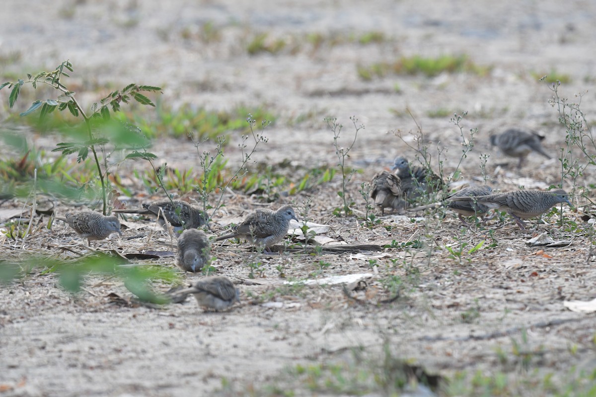 Zebra Dove - ML618251939