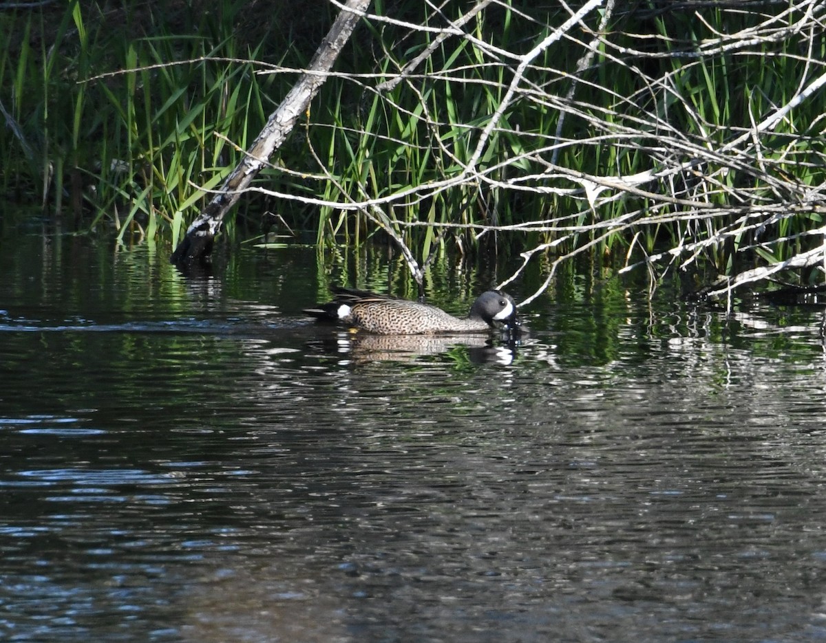 Blue-winged Teal - ML618251941