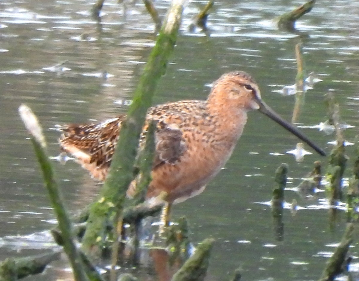 Short-billed/Long-billed Dowitcher - Paul McKenzie