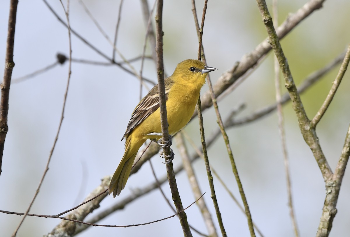 Orchard Oriole - ML618251953