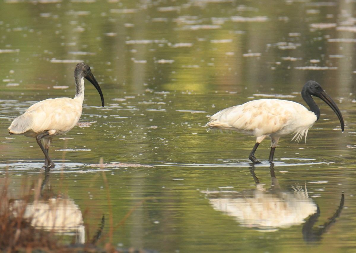 Black-headed Ibis - Mohanan Choron