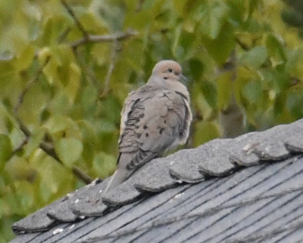 Mourning Dove - ML618251970