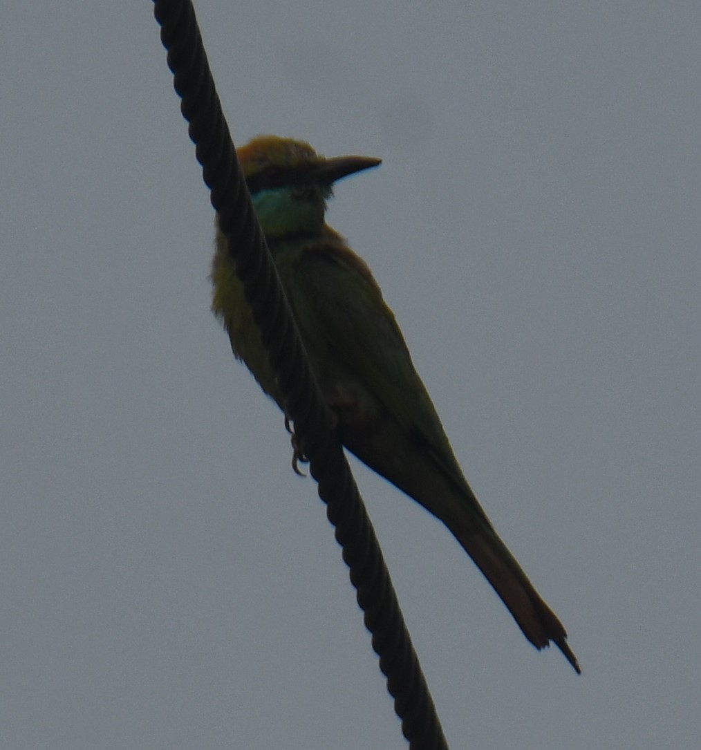 Asian Green Bee-eater - Mohanan Choron