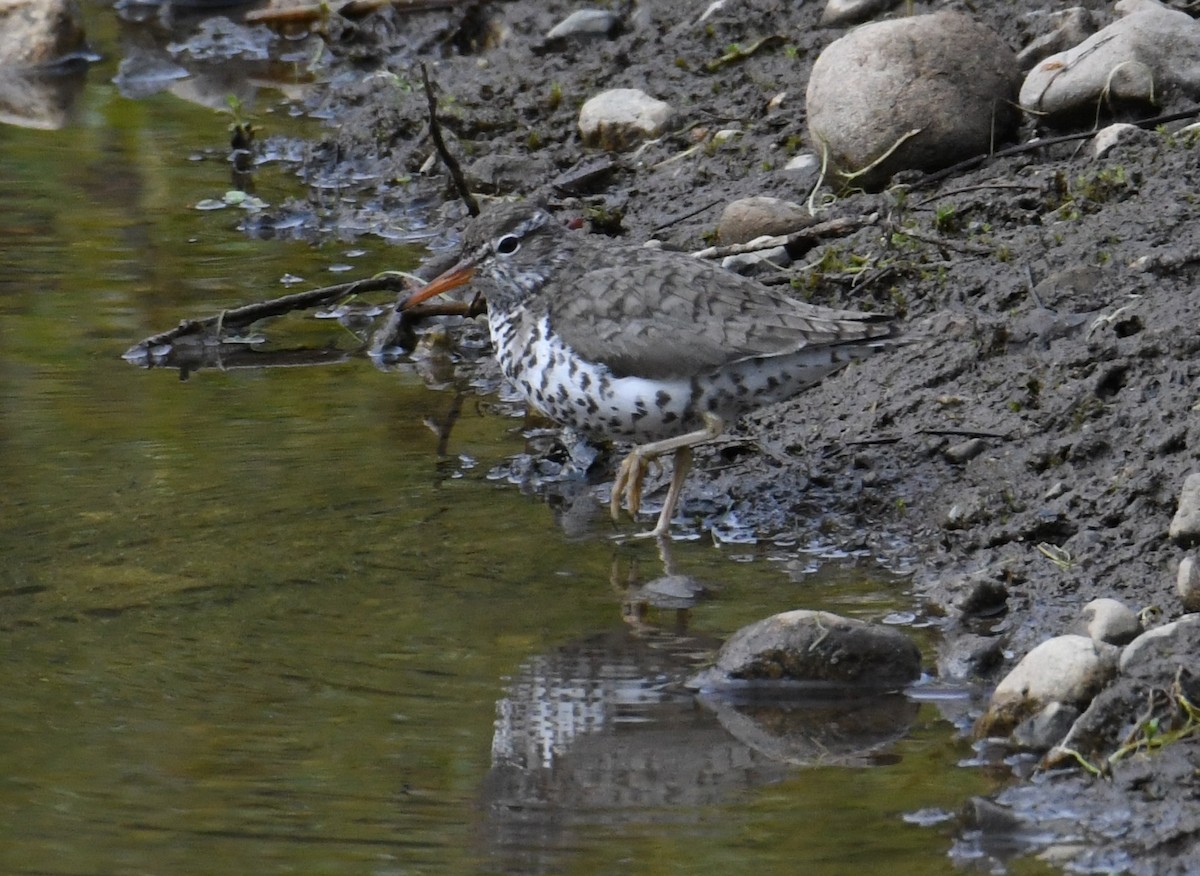 Spotted Sandpiper - ML618251973