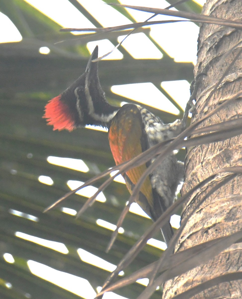 Black-rumped Flameback - Mohanan Choron