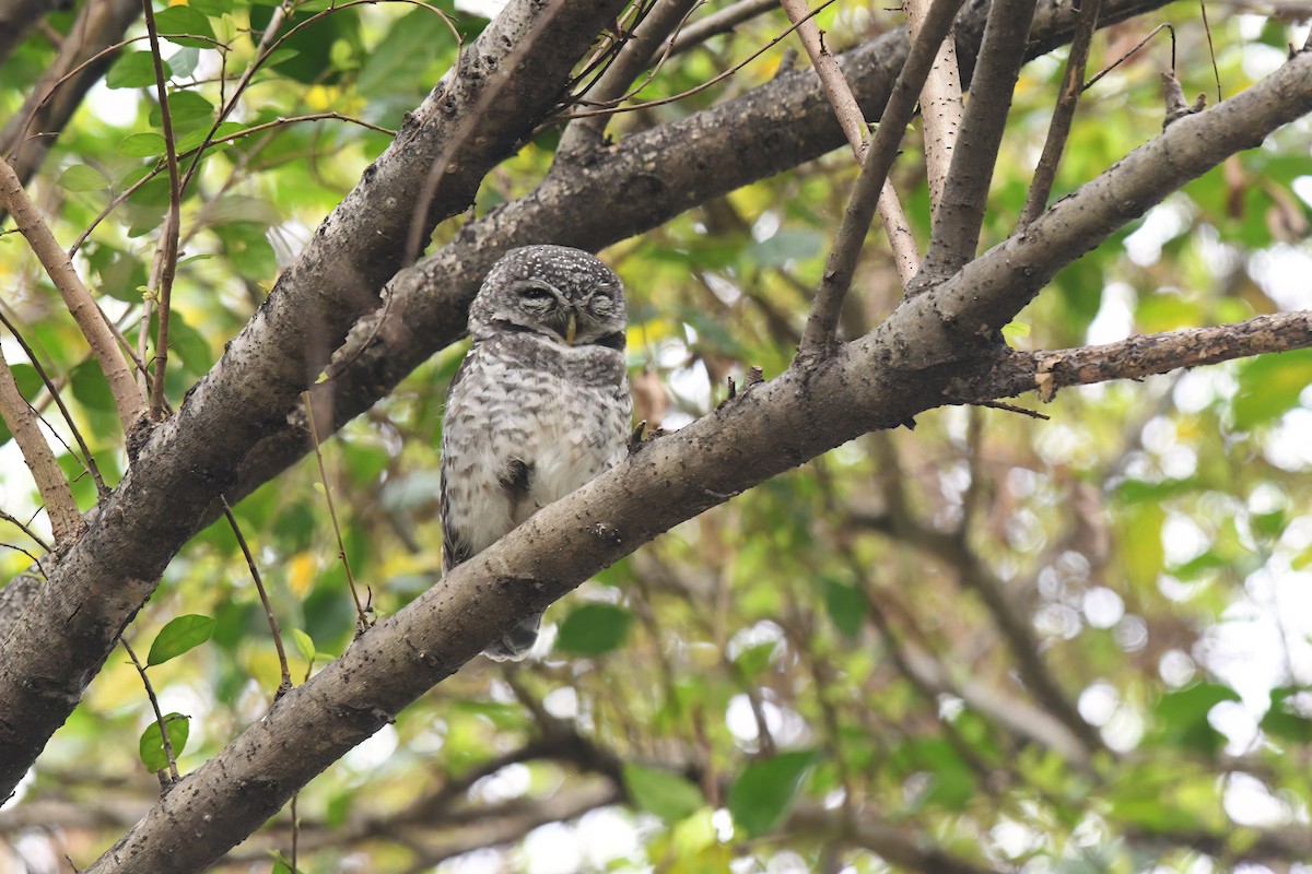 Spotted Owlet - Nathan  Ruser