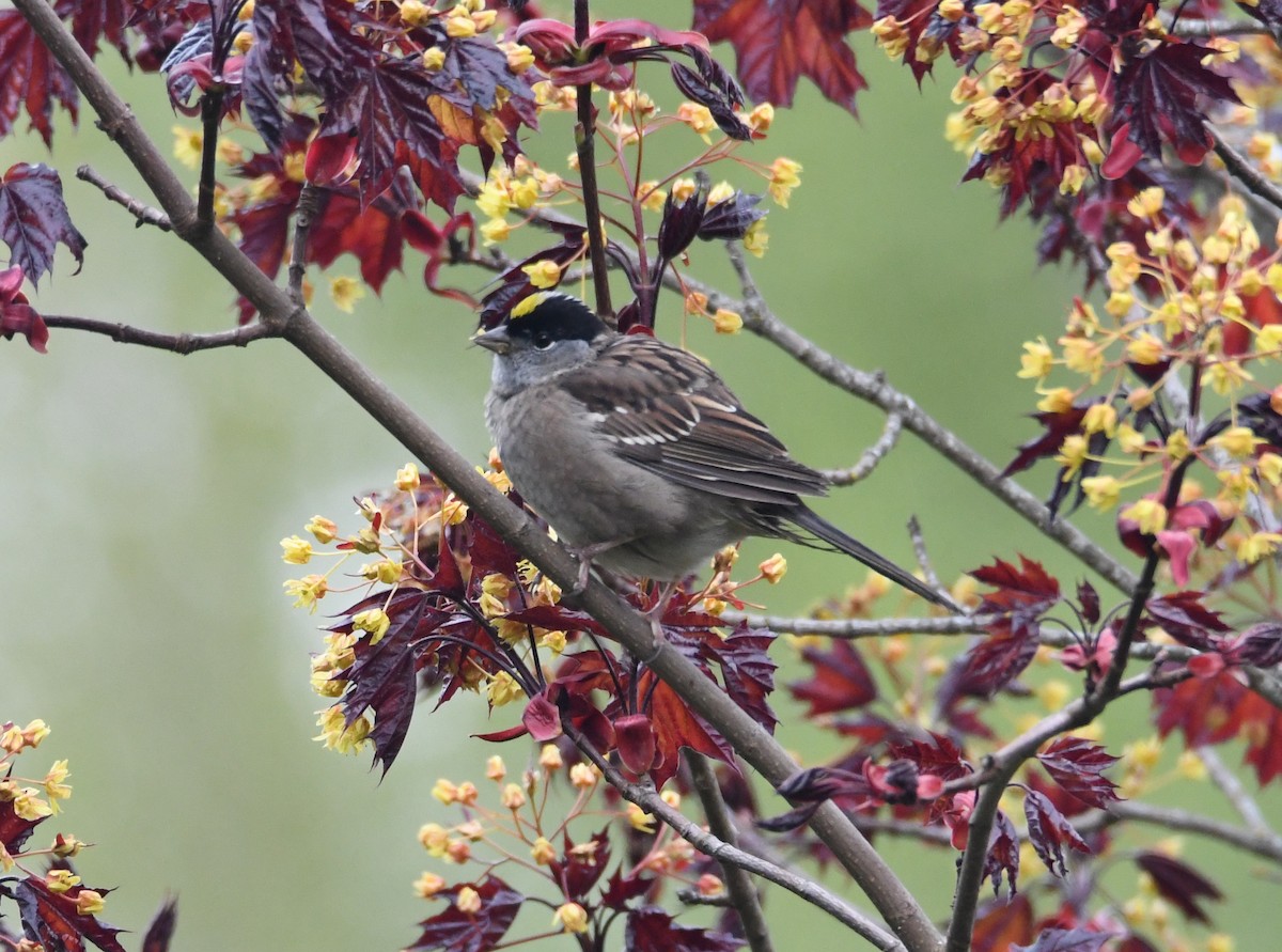 Golden-crowned Sparrow - ML618251990