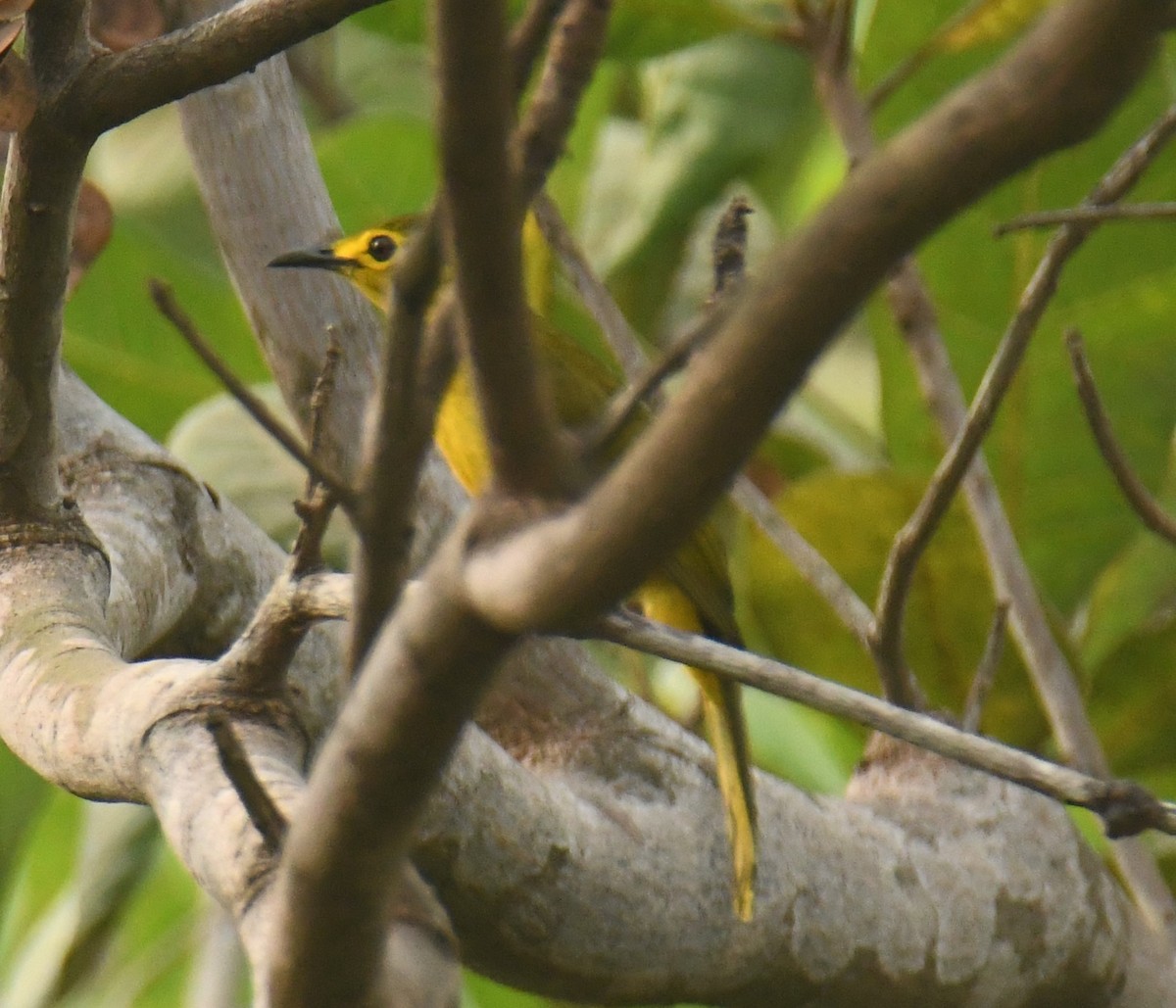 Yellow-browed Bulbul - Mohanan Choron