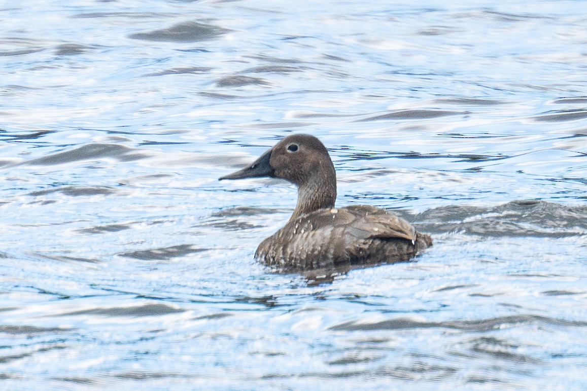 Canvasback - Ross Lockwood