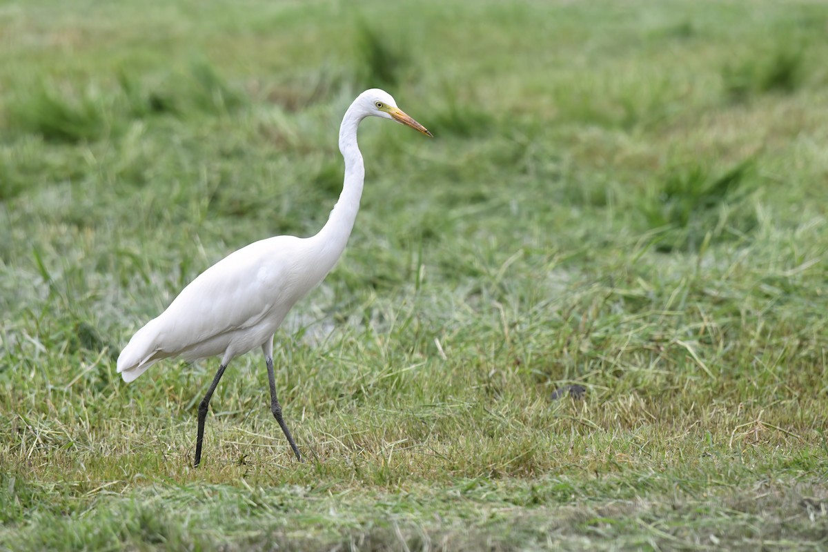 Medium Egret - Nathan  Ruser