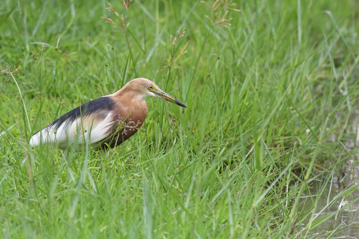 Javan Pond-Heron - Nathan  Ruser