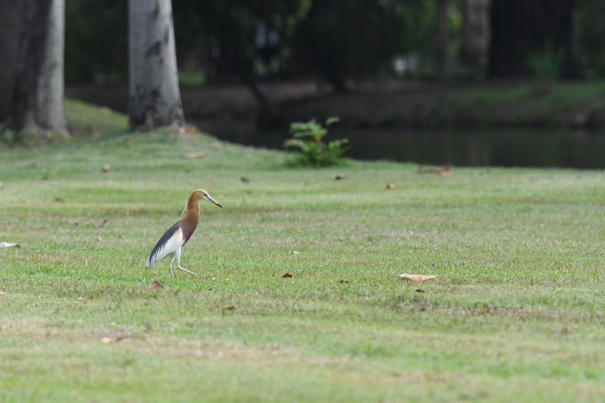 Javan Pond-Heron - Nathan  Ruser