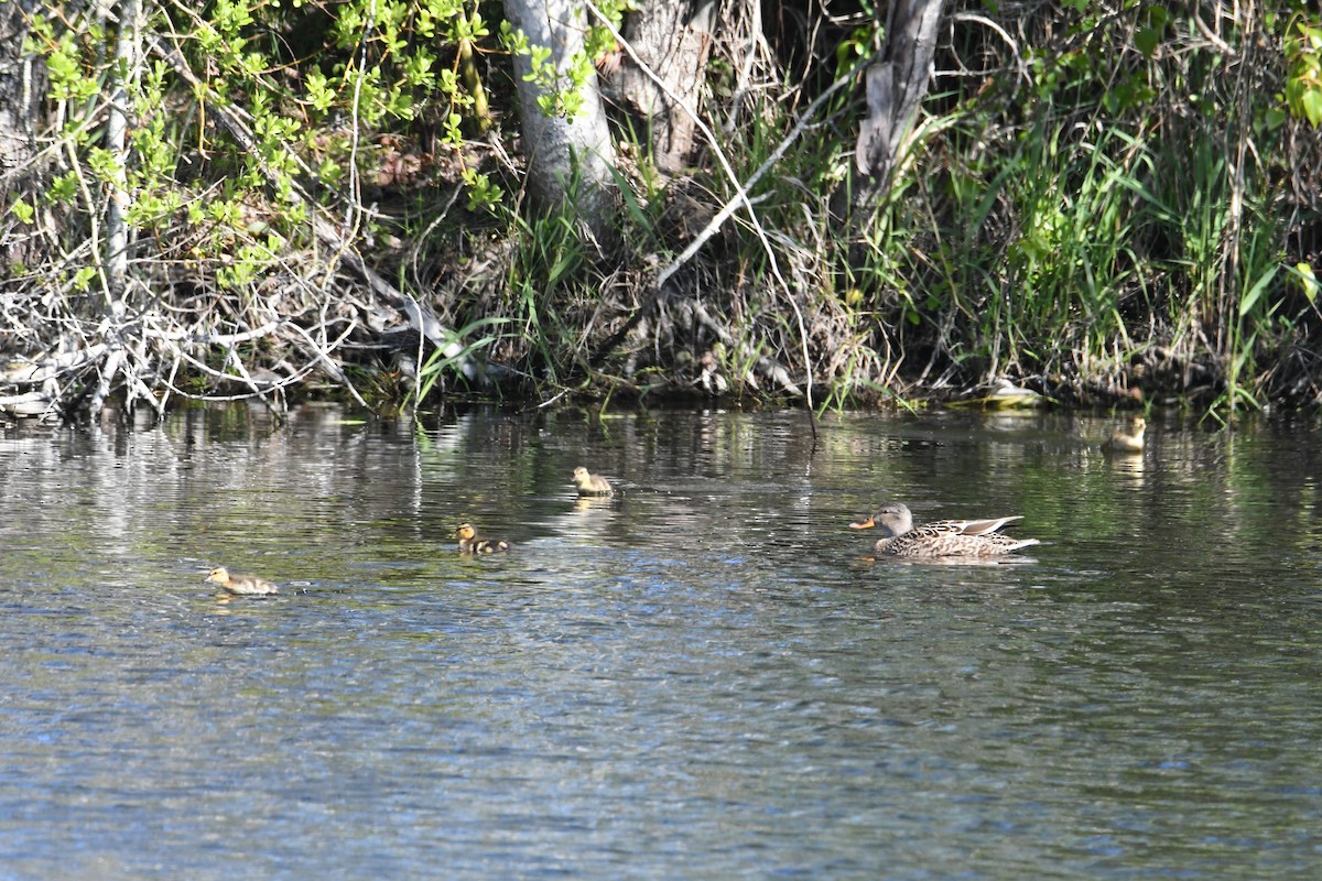 Mallard - ML618252008