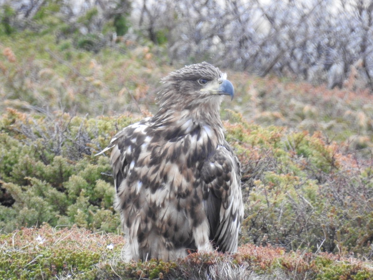 White-tailed Eagle - Ashwin Viswanathan