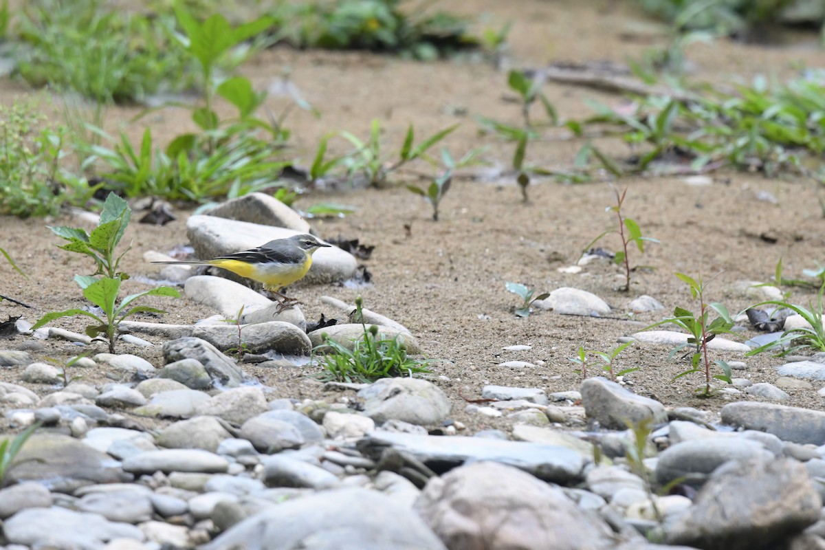 Gray Wagtail - ML618252034