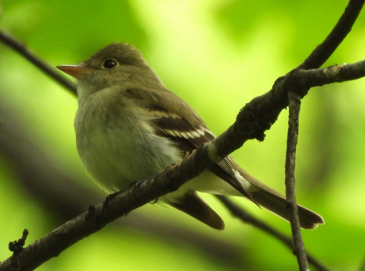 Acadian Flycatcher - Paul McKenzie