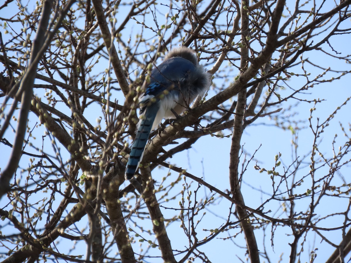 Blue Jay - Anonymous