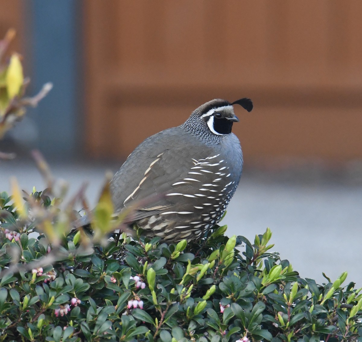 California Quail - ML618252044