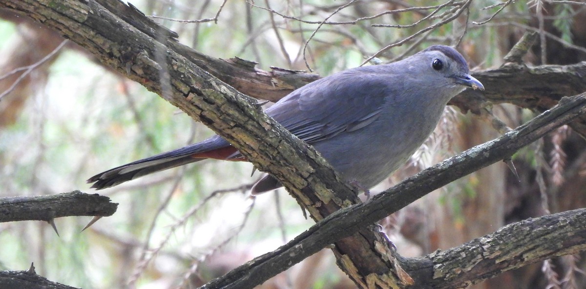 Gray Catbird - Paul McKenzie