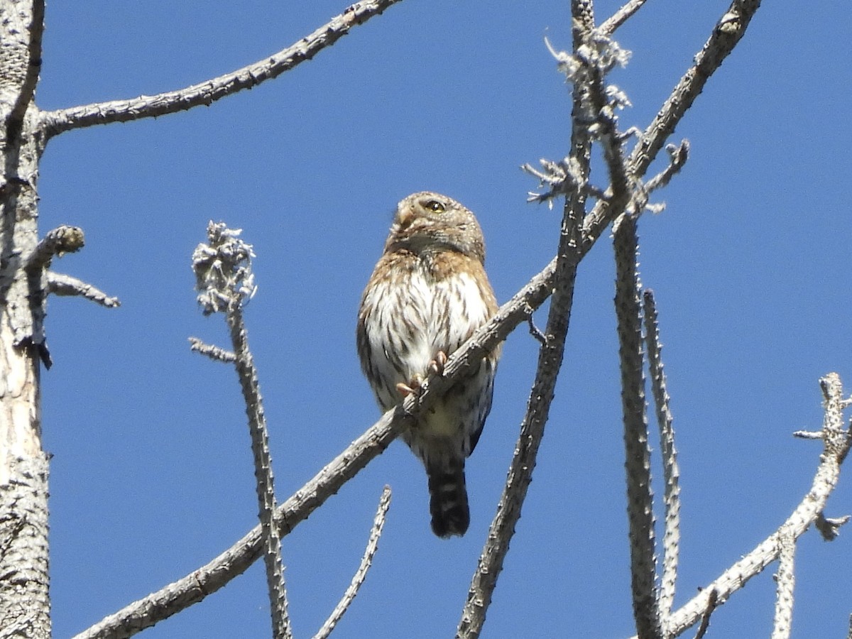 Northern Pygmy-Owl - Ethan Matsuyama