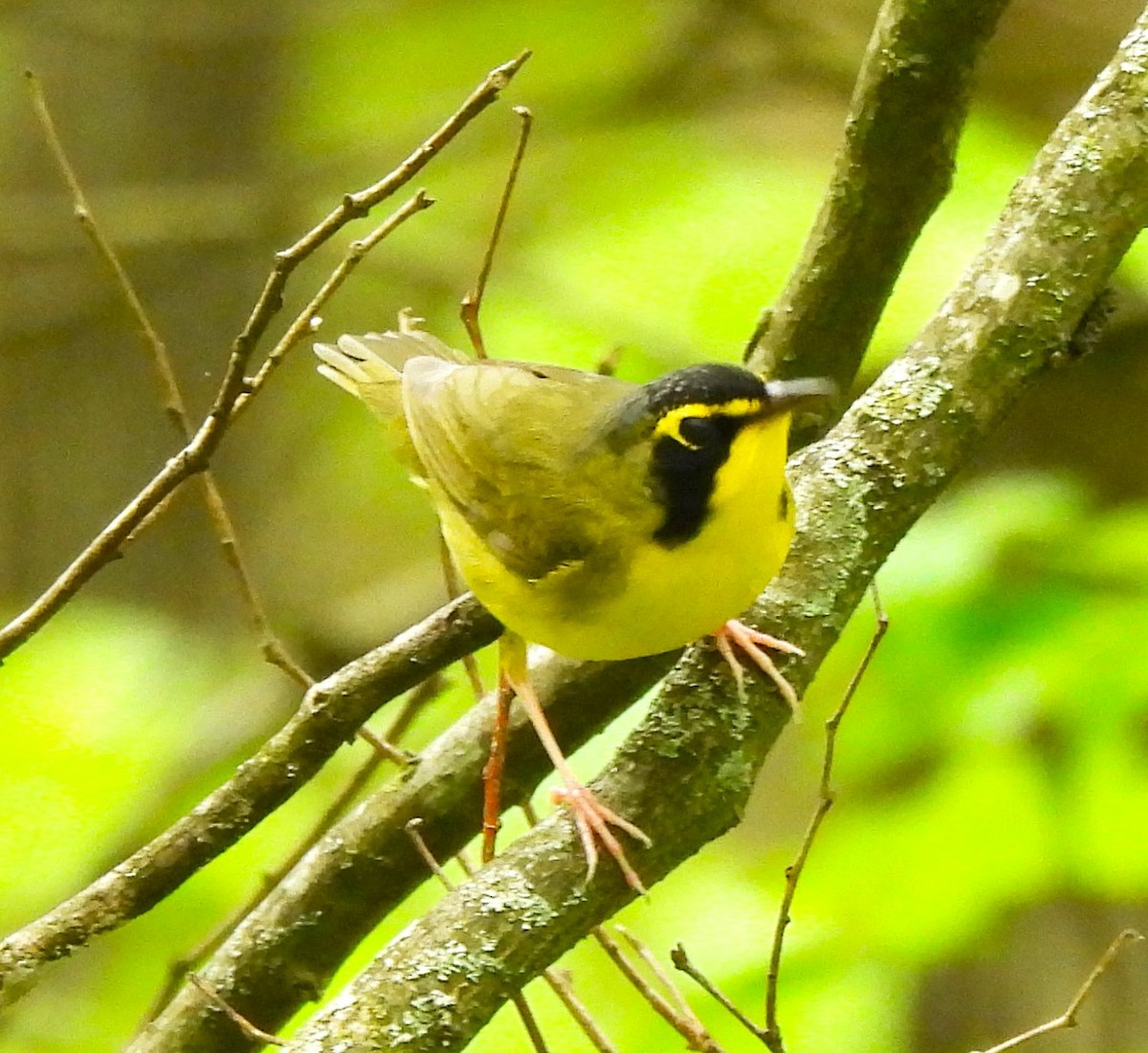 Kentucky Warbler - Paul McKenzie