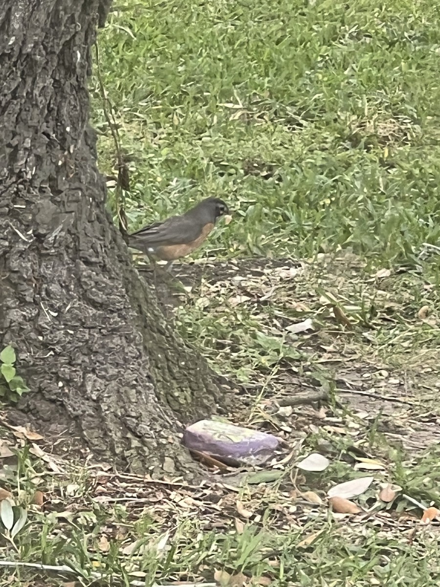 American Robin - Cristina Armas