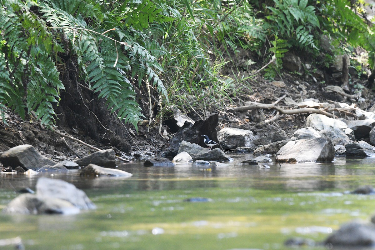 Slaty-backed Forktail - Nathan  Ruser