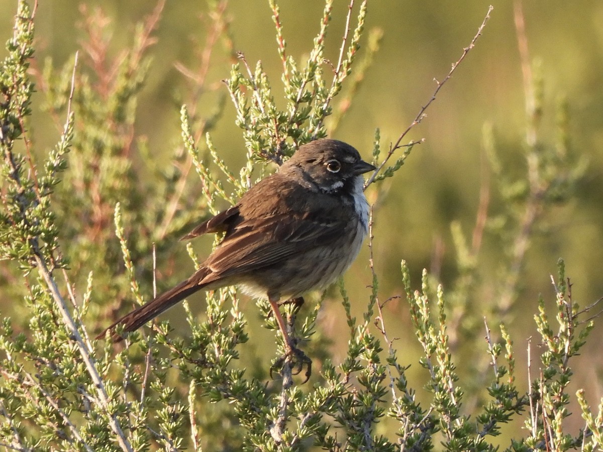 Bell's Sparrow (belli) - Ethan Matsuyama