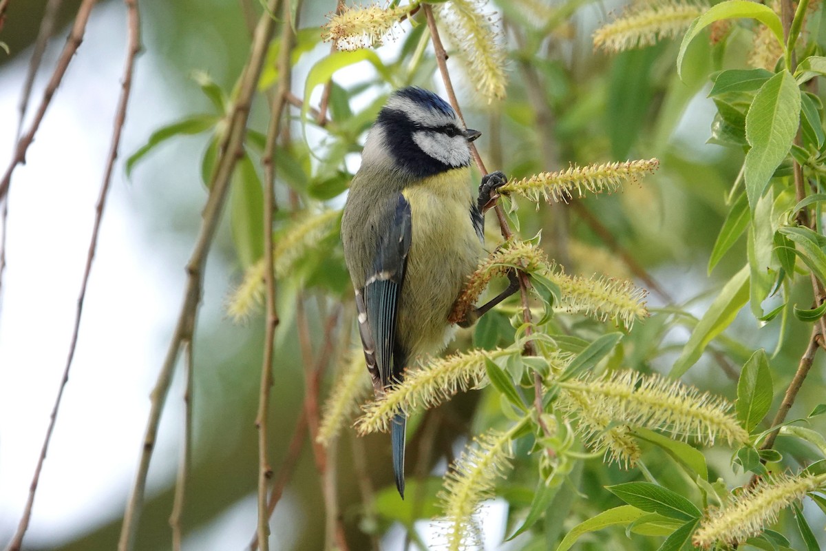 Eurasian Blue Tit - Ray Scally