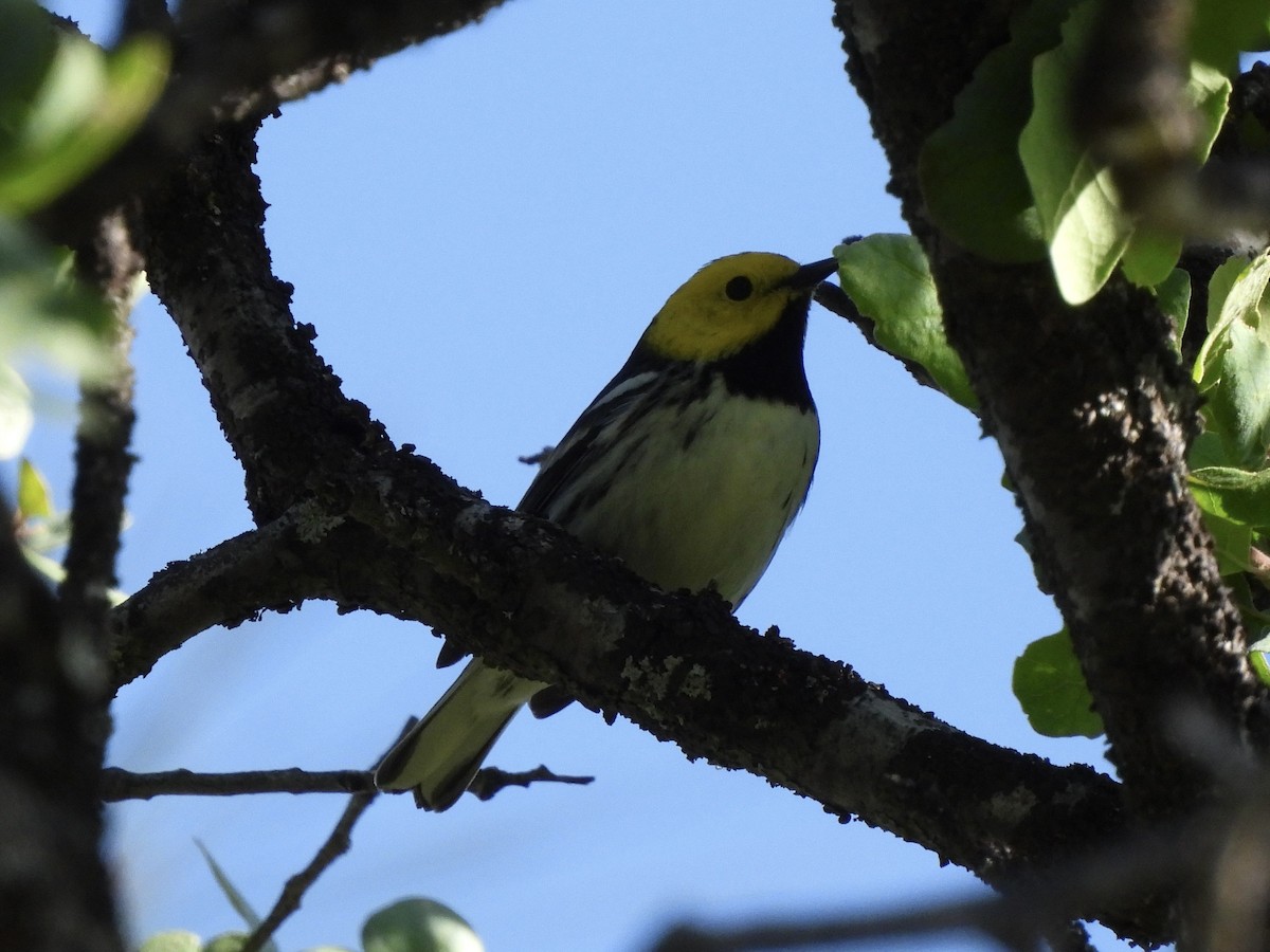 Hermit Warbler - Ethan Matsuyama