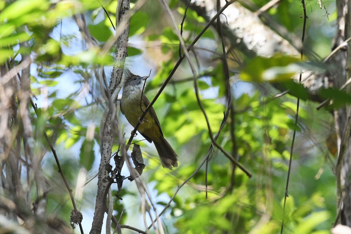 Puff-throated Bulbul - Nathan  Ruser