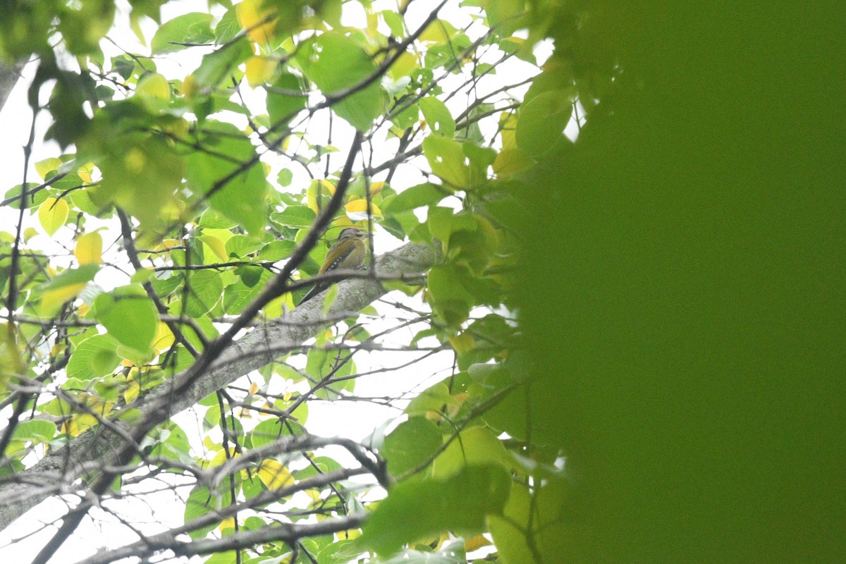 Gray-headed Woodpecker - ML618252109