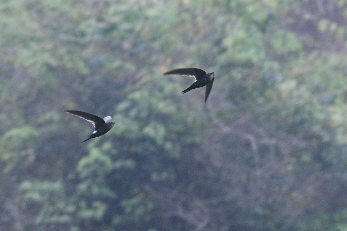 Cook's Swift - Nathan  Ruser