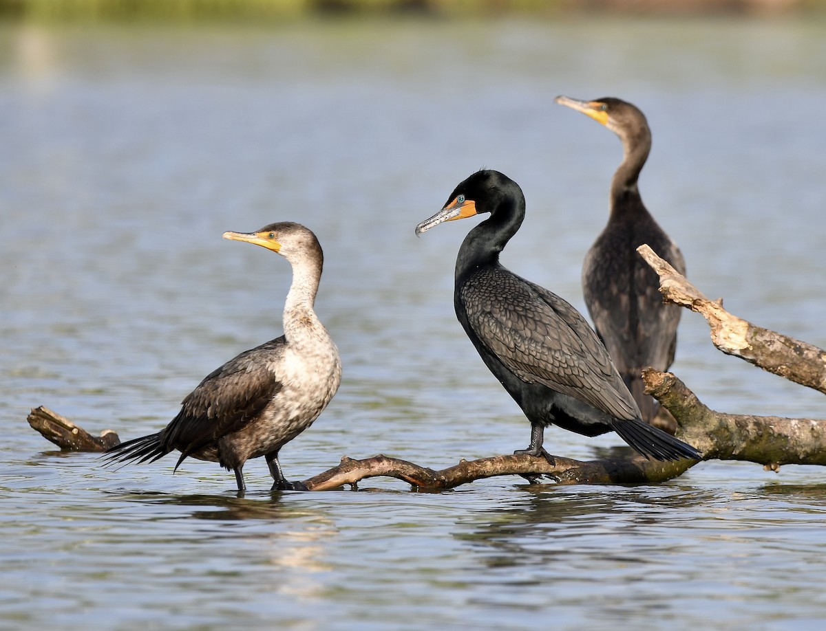 Cormoran à aigrettes - ML618252111