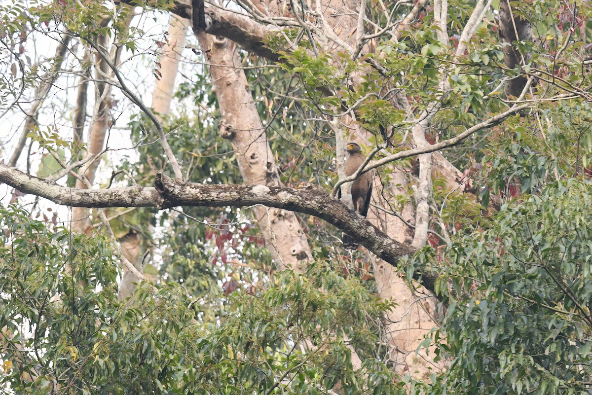 Crested Serpent-Eagle - ML618252117