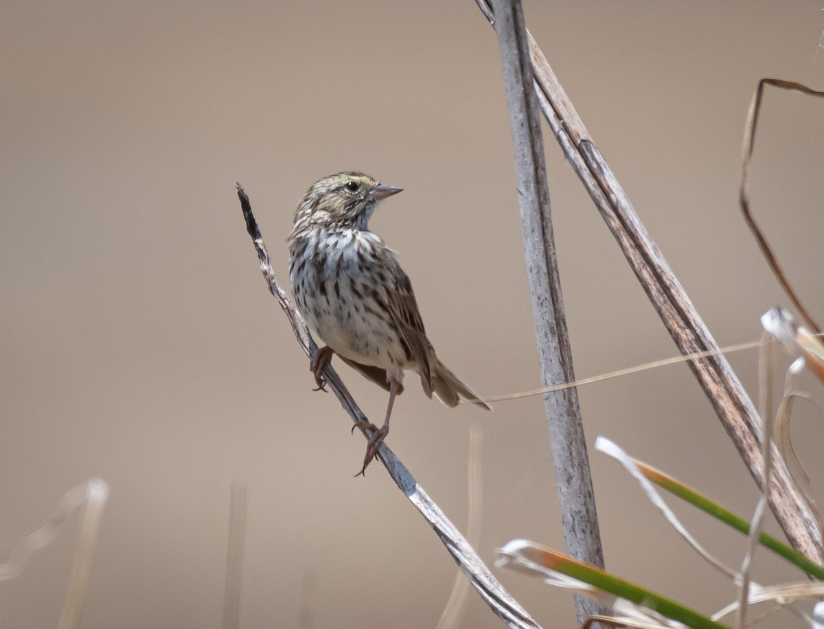 Savannah Sparrow - Daniel Mérida