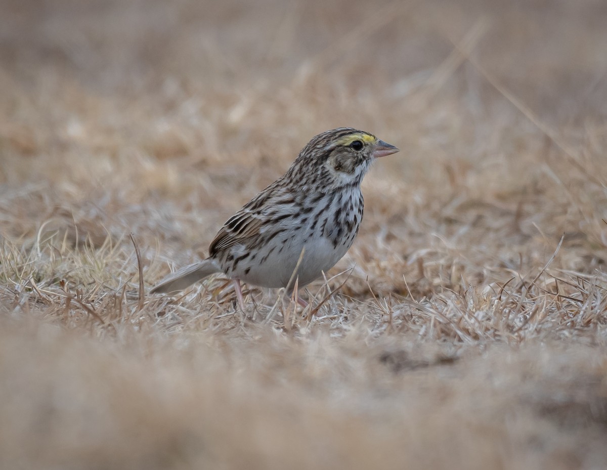 Savannah Sparrow - Daniel Mérida