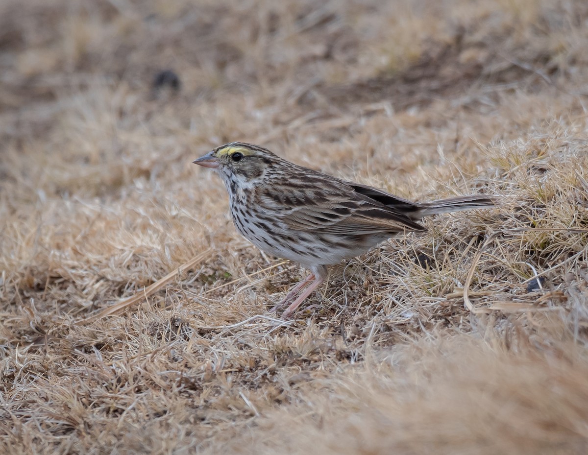 Savannah Sparrow - Daniel Mérida