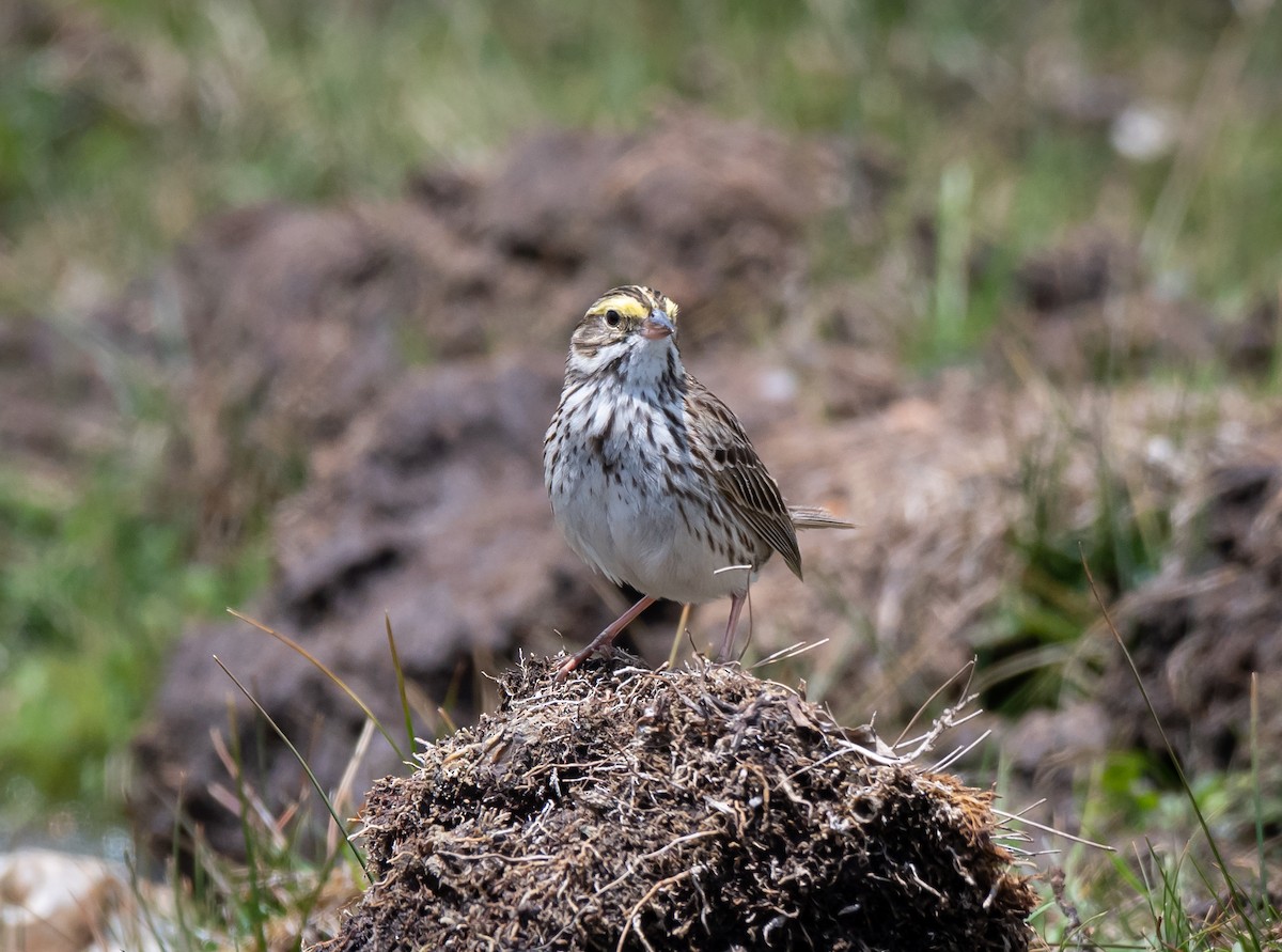 Savannah Sparrow - Daniel Mérida