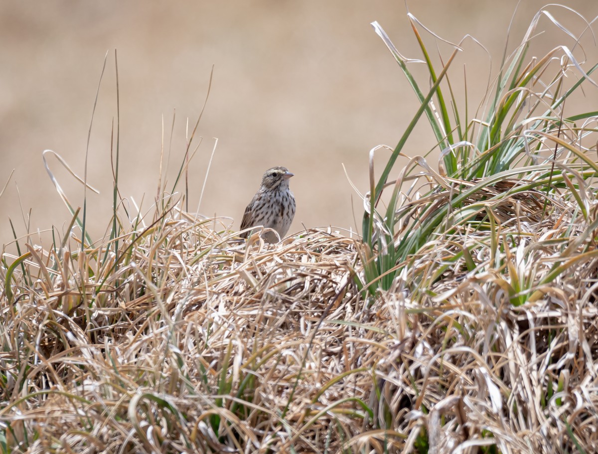 Savannah Sparrow - Daniel Mérida