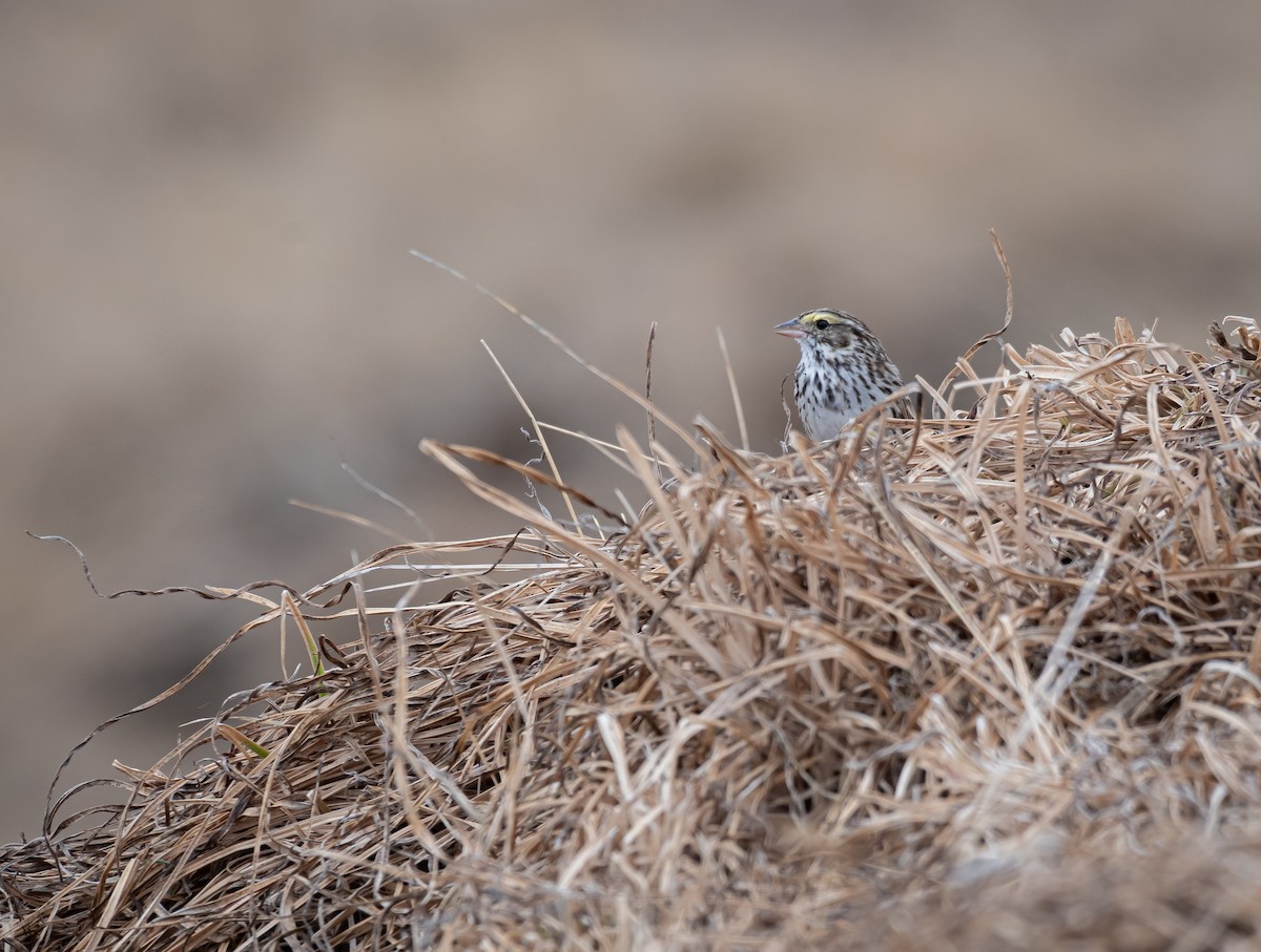 Savannah Sparrow - Daniel Mérida