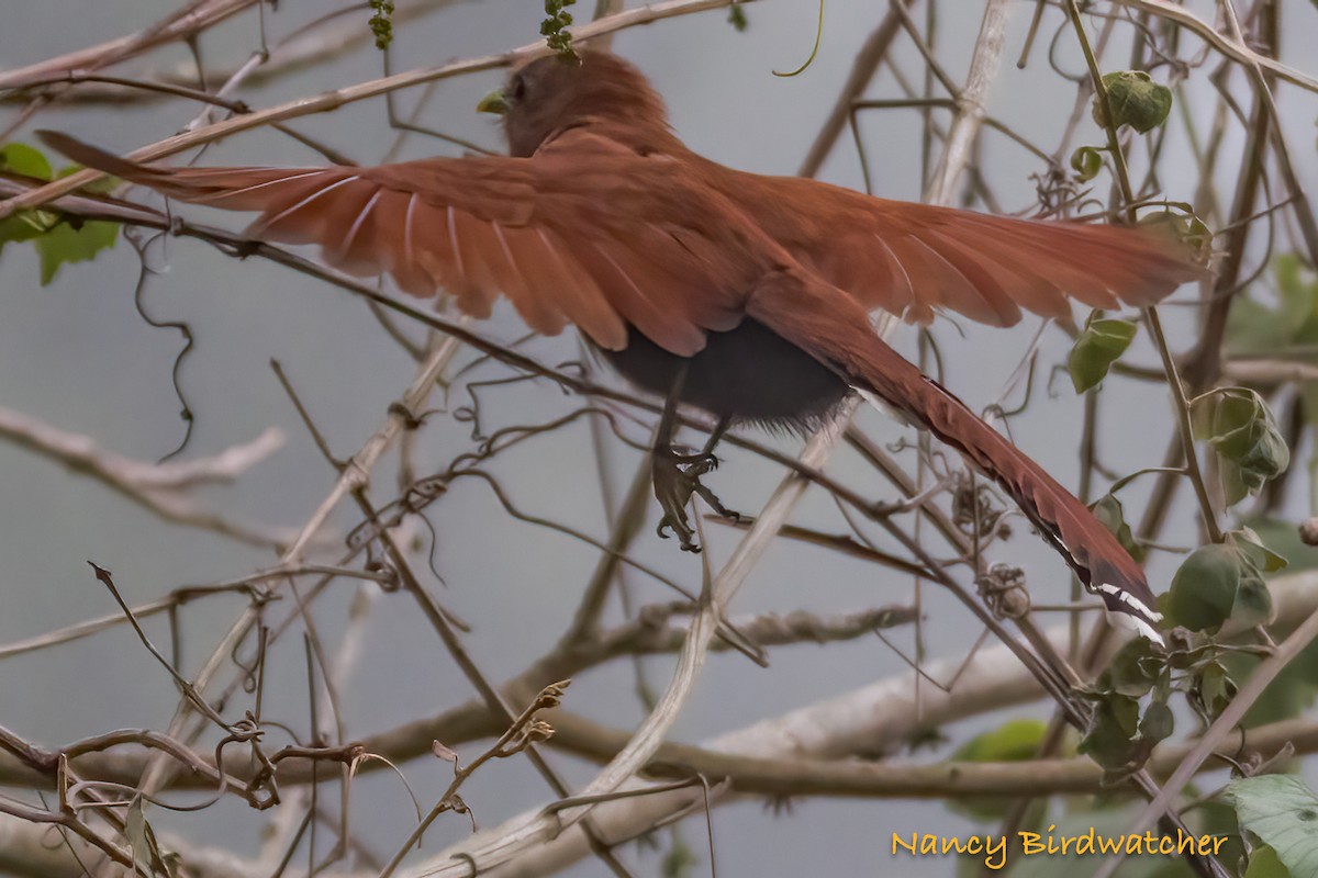 Squirrel Cuckoo - Nancy Fernández