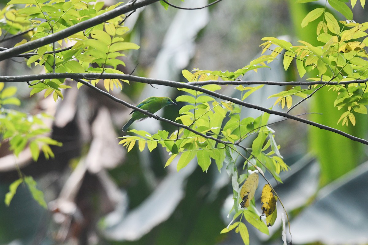 Blue-winged Leafbird - Nathan  Ruser